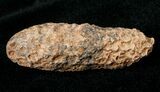 Agatized Fossil Pine (Seed) Cone From Morocco #17467-1